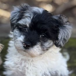 Justus - Merle male Maltipoo puppy in Lebanon, Kentucky from Mosaic Merle Doodles