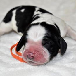 Pabbie - Black and white male English Springer Spaniel puppy in Chapmansboro, Tennessee from Balthrop Bend Farms
