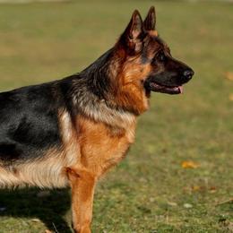 Xill - German Shepherd