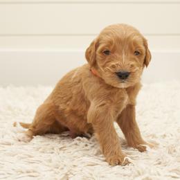 Mufasa - Orange collar - Apricot male Goldendoodle puppy in Arlington, Washington from Anderson Goldendoodles