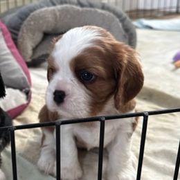 Cavalier King Charles Spaniels from Celtic Star Cavaliers