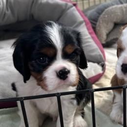 Cavalier King Charles Spaniels from Celtic Star Cavaliers