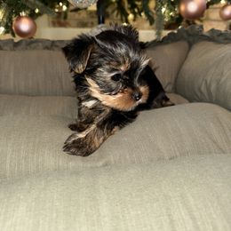 Girl 2 - Black and tan Yorkshire Terrier puppy in Livermore, California from Ruben & Tatiana’s Yorkshire Terriers