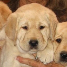 Labrador Retrievers from Sunshine Labradors