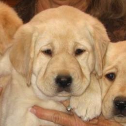 Labrador Retrievers from Sunshine Labradors