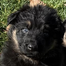 German Shepherd Puppies from Circle Oaks Shepherds