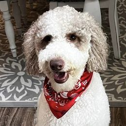 Goldendoodles from Southern Blossom Doodles