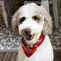 Goldendoodles from Southern Blossom Doodles
