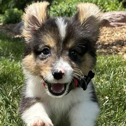 American Corgis and Pembroke Welsh Corgis from H&B Corgi’s