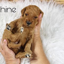 Moonshine - Red  male Goldendoodle puppy in Casa Grande, Arizona from AzDoodle Dandies