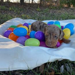 Easter - Dapple male Dachshund puppy in Oklahoma from Rockin’ S Kennel