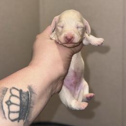 Si - Cream male Dachshund puppy in Hornbeck, Louisiana from A&Z Mini Dachshunds