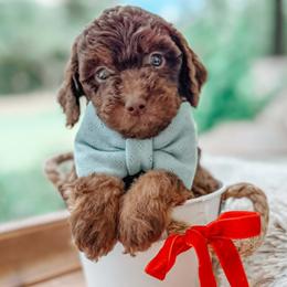 Archie - Chocolate male Goldendoodle puppy in Iola, Texas from Supreme Doodles of Texas
