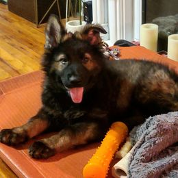 German Shepherd Puppies from Von Kopfe Schutzengel Kennels