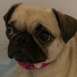 Pugs from Team Pug Puppy Lover