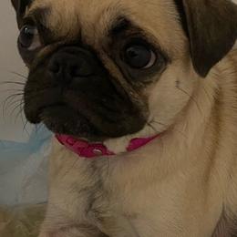 Pugs from Team Pug Puppy Lover