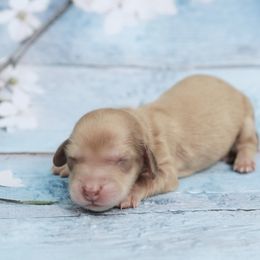 LANDER - AKC Choco Base Cream - Cream male Dachshund puppy in Graceville, Florida from Misty's 101 Doxies