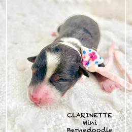 CLARINETTE - Chocolate merle female Bernedoodle puppy in Houston, Texas from Pia’s Doodle Poodle Wag