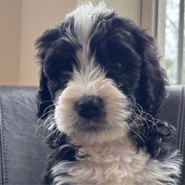 Thyme - Black and white male Assorted Doodle Crosses puppy in Rocky Point, North Carolina from CelticDoods