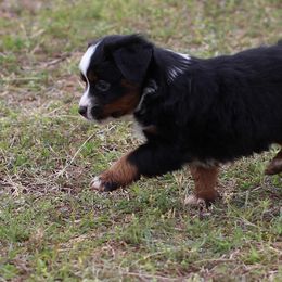 Miniature Australian Shepherd and Toy Australian Shepherd Puppies from Fireside Toy & Mini Aussies