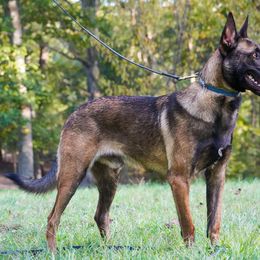 Belgian Malinois, Dutch Shepherd, and German Shepherd Puppies from Stay Wild K9