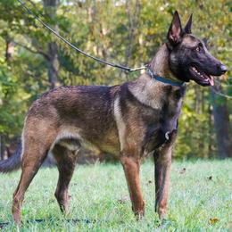 Belgian Malinois, Dutch Shepherd, and German Shepherd Puppies from Stay Wild K9