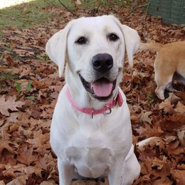 Maggie - Labrador Retriever