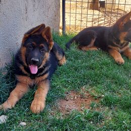 German Shepherd Puppies from Minerd Ranch