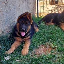 German Shepherd Puppies from Minerd Ranch