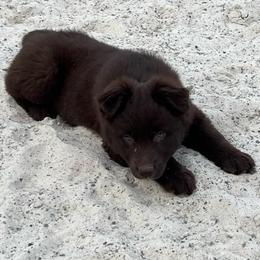 Brownie - Red & white male Australian Shepherd puppy in Whitwell, Tennessee from Owl Hollow Farm
