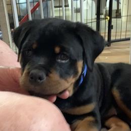 Rottweiler Puppies from Thomas Rotts
