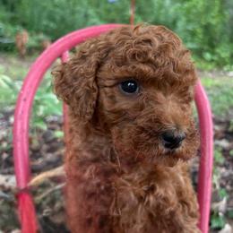 Jolene - Red  female Goldendoodle puppy in Camden, North Carolina from Oopsie Doodles of NC