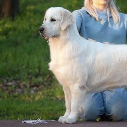 Shine - Golden Retriever