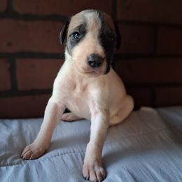 Fawn Piebald Female - Fawn female Great Dane puppy in Cunningham, Kansas from Garden Grove Great Danes