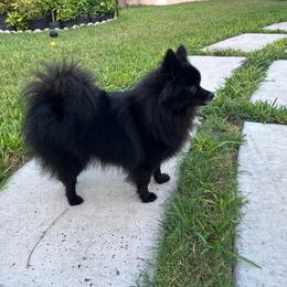 Pepper - Pomeranian