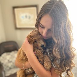 Goldendoodle Puppies from Mumzee Doodles
