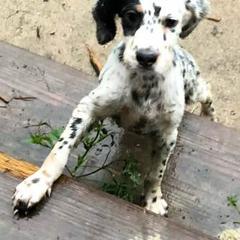 Llewellin Setters from Bristle Ridge Llewellins