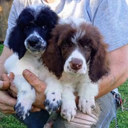 Dalmatian and Poodle Puppies from Reeves Family Standards