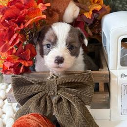 Ash - Blue male Pembroke Welsh Corgi puppy in Paxton, Illinois from McGovern Family Corgis