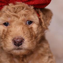 Siena - Apricot female Goldendoodle puppy in Forney, Texas from Diamond Doodle Pups and Poodles