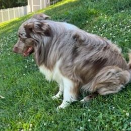 Miniature Australian Shepherds from PatterPaws Mini Aussies