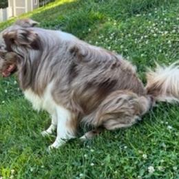 Miniature Australian Shepherds from PatterPaws Mini Aussies