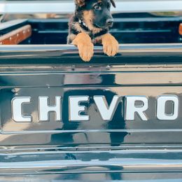 German Shepherd Puppies from Sand Hill Shepherds & Setters