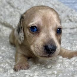 Dior - Dapple male Dachshund puppy in Tulare, California from Dreamy Creamies