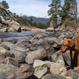 Vizsla Puppies from Virag Vizsla