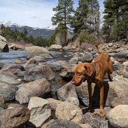 Vizsla Puppies from Virag Vizsla