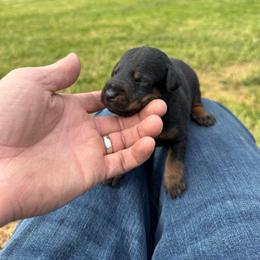 Boy 4 - Black male Jagdterrier puppy in Monroe, Oregon from Oregon Jagdterrier
