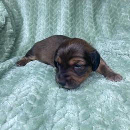 Fischer - Red male Dachshund puppy in Richmond, Virginia from Paw Prints