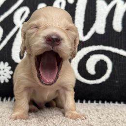 Dash - Cream male Dachshund puppy in Allenhurst, Georgia from B’s Dapper Dachshunds