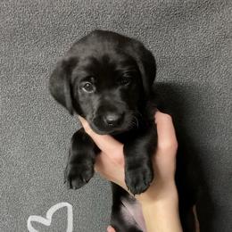 Susie - Black female Labrador Retriever puppy in Newaygo, Michigan from Royal Oak Gundogs